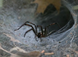 Agelenopsis pennsylvanica